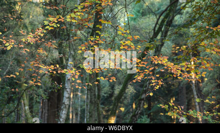 Atemberaubend lebendigen Herbst Bäume im Herbst Farbe in New Forest in England mit schönen Sonnenlicht Farben machen Pop gegen den dunklen Hintergrund Stockfoto