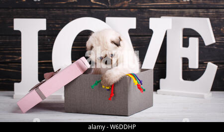 Schottische Falte Kätzchen. Das Kätzchen sitzt in einer Geschenkbox Stockfoto