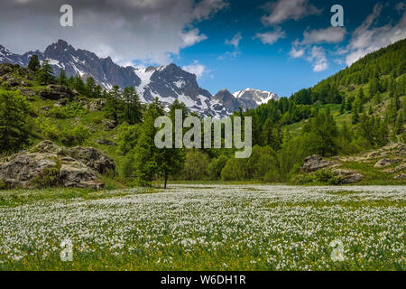 Alpine wilden Blumen und schneebedeckten Gipfeln, Vallée de la Clarée, Val de Pres, Briancon, Frankreich Stockfoto