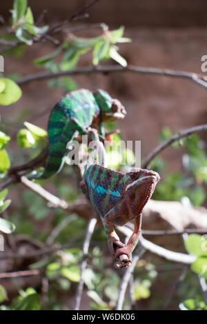 Zwei Panther chameleon (Furcifer pardalis) aus Madagaskar, thront auf einem Zweig. Natur Konzept Stockfoto