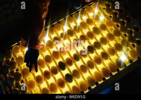 Ein Arbeitnehmer, der die Kontrollen der gesalzene Ente Eier unter den Lichtern bis das Doppelte - Eigelb Enteneier in Gaoyou Pick, Yangzhou Stadt, im Osten der Provinz Jiangsu, China Stockfoto