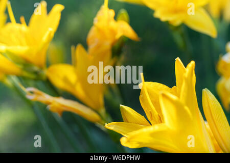 Makro Foto, schöne gelbe Lilie hemerocallis Blüten in warmen Abend Sonnenuntergang Licht der Sommergarten. Stockfoto