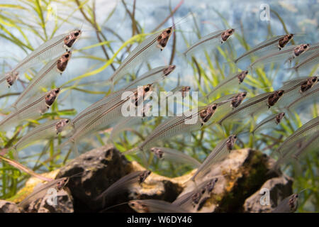 Eine Schule von Glas Wels (Kryptopterus bicirrhis) Schwimmen in einem Aquarium. Natur Konzept Stockfoto