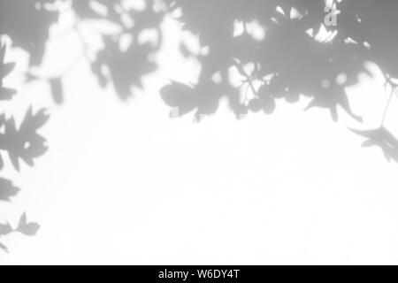 Graue Schatten der Weißdorn-Blätter auf einer weißen Wand. Abstrakten neutralen Charakter Konzept verschwommenen Hintergrund. Platz für Text. Stockfoto