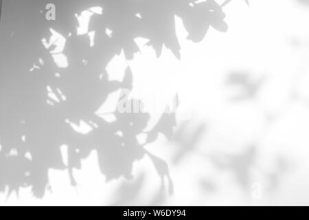 Graue Schatten der Weißdorn-Blätter auf einer weißen Wand. Abstrakten neutralen Charakter Konzept verschwommenen Hintergrund. Platz für Text. Stockfoto