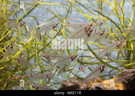 Eine Schule von Glas Wels (Kryptopterus bicirrhis) Schwimmen in einem Aquarium. Natur Konzept Stockfoto