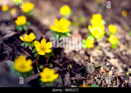 Erste Frühling Blumen. Gelb winter aconites, blühen, im Freien in einem Garten Stockfoto