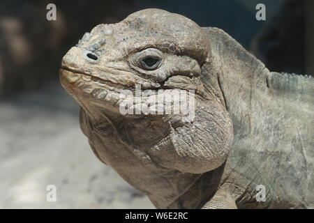 Comodo Dragon Stockfoto