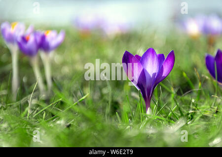 Lila Krokusse close-up. Erste Frühling Blumen. Ostern Grußkarte. Stockfoto