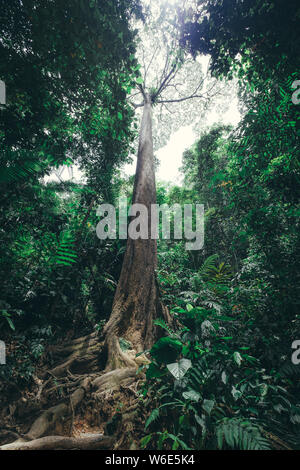 Großer Baum im Regenwald - Ansicht von unten Stockfoto