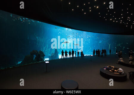 Las Palmas de Gran Canaria, Spanien - 28. Dezember 2018: Besucher genießen Sie einen wunderschönen Blick auf das Leben im Meer in der größte Behälter in Europa der neuen Aquarium Poema Stockfoto