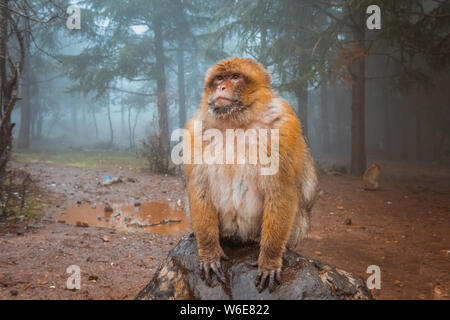 Barbary macaque Affen sitzen auf dem Boden in der großen Atlas Wälder von Marokko, Afrika Stockfoto