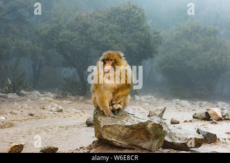 Barbary macaque Affen sitzen auf dem Boden in der großen Atlas Wälder von Marokko, Afrika Stockfoto