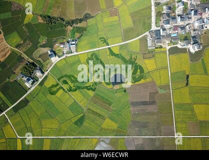 Luftaufnahme von Cole Blumen Formen ' zwei Drachen Scherzen mit einem pearla' in einem Feld in der Grafschaft Xiuning, Beijing, der ostchinesischen Provinz Anhui, Stockfoto