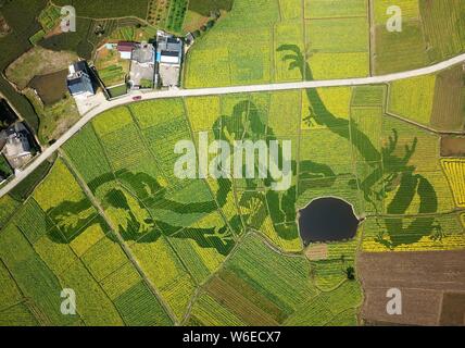 Luftaufnahme von Cole Blumen Formen ' zwei Drachen Scherzen mit einem pearla' in einem Feld in der Grafschaft Xiuning, Beijing, der ostchinesischen Provinz Anhui, Stockfoto