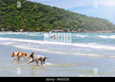 Zwei Hunde sind am Strand spielen und die Menschen, die unterwegs sind, spielen im Meer. Stockfoto