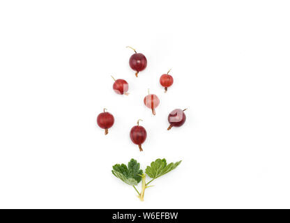 Organischer reife rote Stachelbeere auf Weiß. Kreative Gestaltung aus stachelbeeren isoliert auf Weiss. Flach mit kopieren. Essen Konzept im minimalistischen Stil Stockfoto