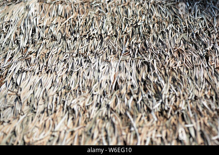 Dach der trockenen Palm Blätter in der Nähe. Tropische natürlichen Hintergrund Stockfoto