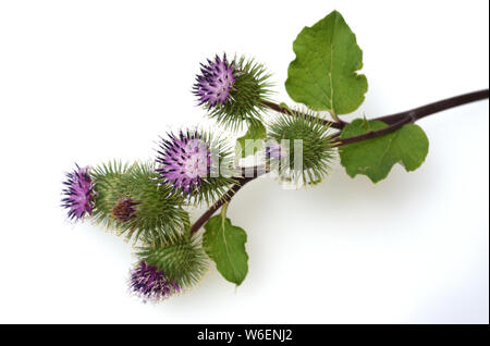 Grosse, Klette, Arctium Lappa, Stockfoto