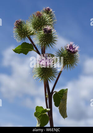 Grosse, Klette, Arctium Lappa, Stockfoto