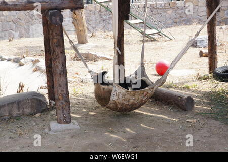 Ein riesiger Panda ruht und geniesst die Sonne im Frühling im Beijing Zoo in Peking, China, 19. März 2018. Stockfoto