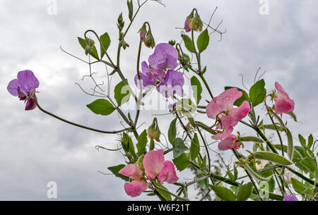 SWEET PEA BLUMEN Lathyrus Odoratus rosa und Magenta vor grauem Himmel Stockfoto