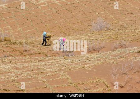 Anti-wüstenbildung freiwillige Stärken ein Stroh Schachbrettmuster Sand Barriere in Linze Grafschaft von Zhangye Stadt im Nordwesten der chinesischen Provinz Gansu, 27 Mar Stockfoto