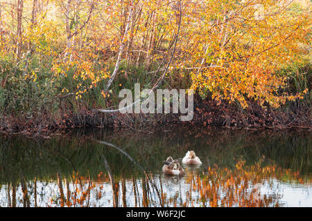 Zwei Enten im See, und goldenen Birken im Herbst Hintergrund Stockfoto