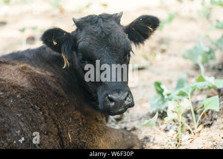 Missbrauch von Tieren in der Landwirtschaft. Eine Kuh auf der Weide selbst beißt. Kalb mit aufgerollten Wolle und Flöhe Stockfoto