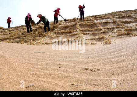 Anti-wüstenbildung freiwillige Stärken ein Stroh Schachbrettmuster Sand Barriere in Linze Grafschaft von Zhangye Stadt im Nordwesten der chinesischen Provinz Gansu, 27 Mar Stockfoto