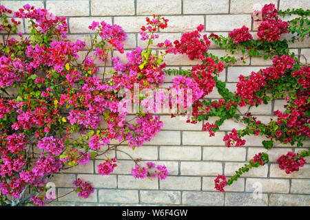 Bougainvillea Blüten auf die Wände dieses Wohnquartier in Palm Springs, Kalifornien. Stockfoto