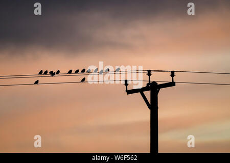 Birds (starlings) silhouetted against red sunset sky, sitting perched high on power lines at top of utility pole - North Yorkshire Dales, England, UK Stockfoto