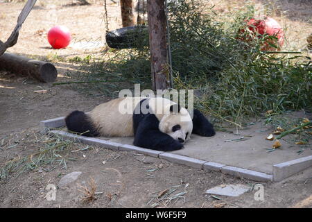 Ein riesiger Panda ruht und geniesst die Sonne im Frühling im Beijing Zoo in Peking, China, 19. März 2018. Stockfoto