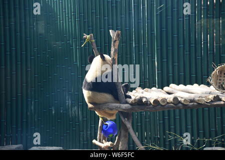 Ein riesiger Panda ruht und geniesst die Sonne im Frühling im Beijing Zoo in Peking, China, 19. März 2018. Stockfoto