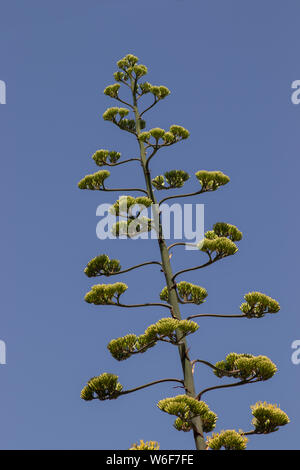 Agave Americana, Jahrhundert Anlage mit eine neue Blume Spanien Stockfoto