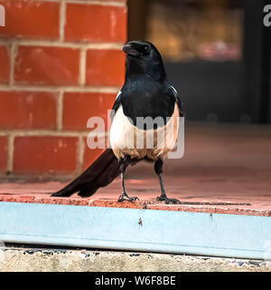 Quadratischen rahmen Nahaufnahme eines kleinen Vogels neben der roten Mauer eines Gebäudes Stockfoto