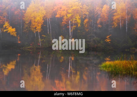 Morgennebel Aufzüge enthüllt den Herbst Reflexion der Hiawatha National Forest im Fish See und mit Birken in Michigan's Upper Peninsula. Stockfoto