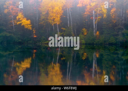 Morgennebel Aufzüge enthüllt den Herbst Reflexion der Hiawatha National Forest im Fish See und mit Birken in Michigan's Upper Peninsula. Stockfoto