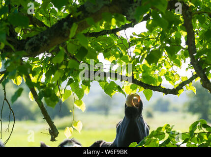 Kuh Zunge heraus bis an die Blätter von einem Baum zu essen. Stockfoto