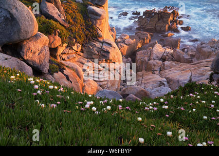 Frühling Sonnenaufgang über der kalifornischen Monterey Bay auf der Monterey Halbinsel mit blühenden Stolz von Madera. Stockfoto