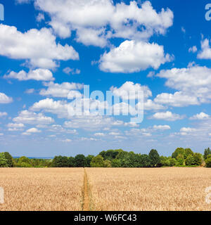 Weizenfeld unter fairen Wetter Wolken, Kent, Großbritannien. Stockfoto