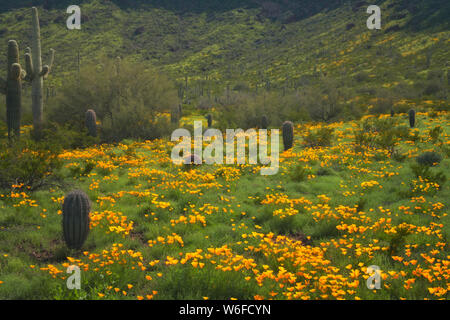 Winter El Nino regen erstellen ein Super Frühjahrsblüte des Mexikanischen Mohnblumen im südlichen Arizona der Picacho Peak State Park. Stockfoto