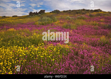 Hang gänseblümchen Gelb und Magenta Eule clover's Teppich Kalifornien Carrizo Plain National Monument während der 2019 Frühling Super Blüte. Stockfoto