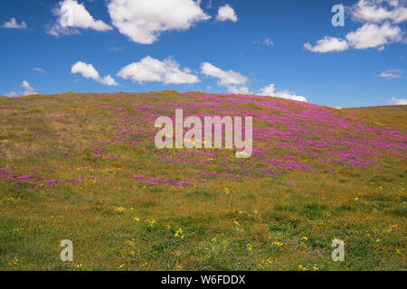 Hang gänseblümchen Gelb und Magenta Eule clover's Teppich Kalifornien Carrizo Plain National Monument während der 2019 Frühling Super Blüte. Stockfoto