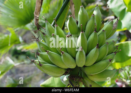 Bündel von unreife Bananen am Baum, Koh Lipe, Thailand Stockfoto