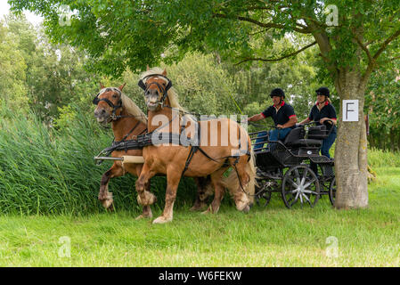 Schwere Pferde mit Treibern auf einem Warenkorb konkurrieren in einem Hindernis Kurs während einer Britischen Heavy Horse Fahrversuchen Club (BHHDTC) Veranstaltung in Großbritannien Stockfoto