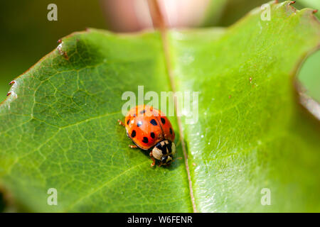 Mehrfarbige asiatische Marienkäfer - Marienkäfer Harmonia axyridis Spaziergänge auf ein Blatt. Stockfoto