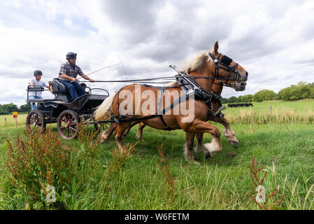 Schwere Pferde mit Treibern auf einem Warenkorb konkurrieren in einem Hindernis Kurs während einer Britischen Heavy Horse Fahrversuchen Club (BHHDTC) Veranstaltung in Großbritannien Stockfoto