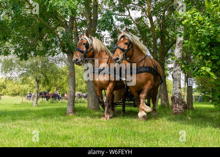 Schwere Pferde mit Treibern auf einem Warenkorb konkurrieren in einem Hindernis Kurs während einer Britischen Heavy Horse Fahrversuchen Club (BHHDTC) Veranstaltung in Großbritannien Stockfoto