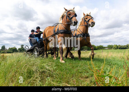 Schwere Pferde mit Treibern auf einem Warenkorb konkurrieren in einem Hindernis Kurs während einer Britischen Heavy Horse Fahrversuchen Club (BHHDTC) Veranstaltung in Großbritannien Stockfoto